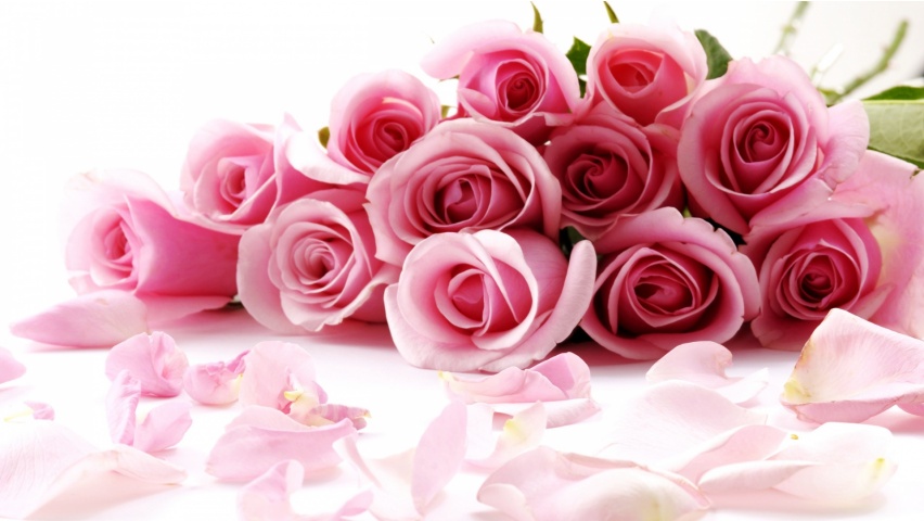 Pink Roses Flowers Backgrounds