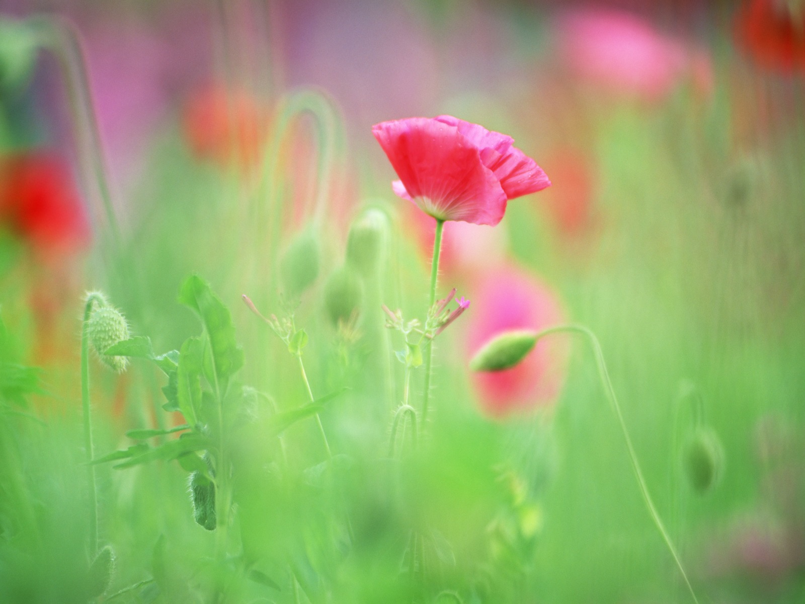 Poppy and Flower Buds Backgrounds