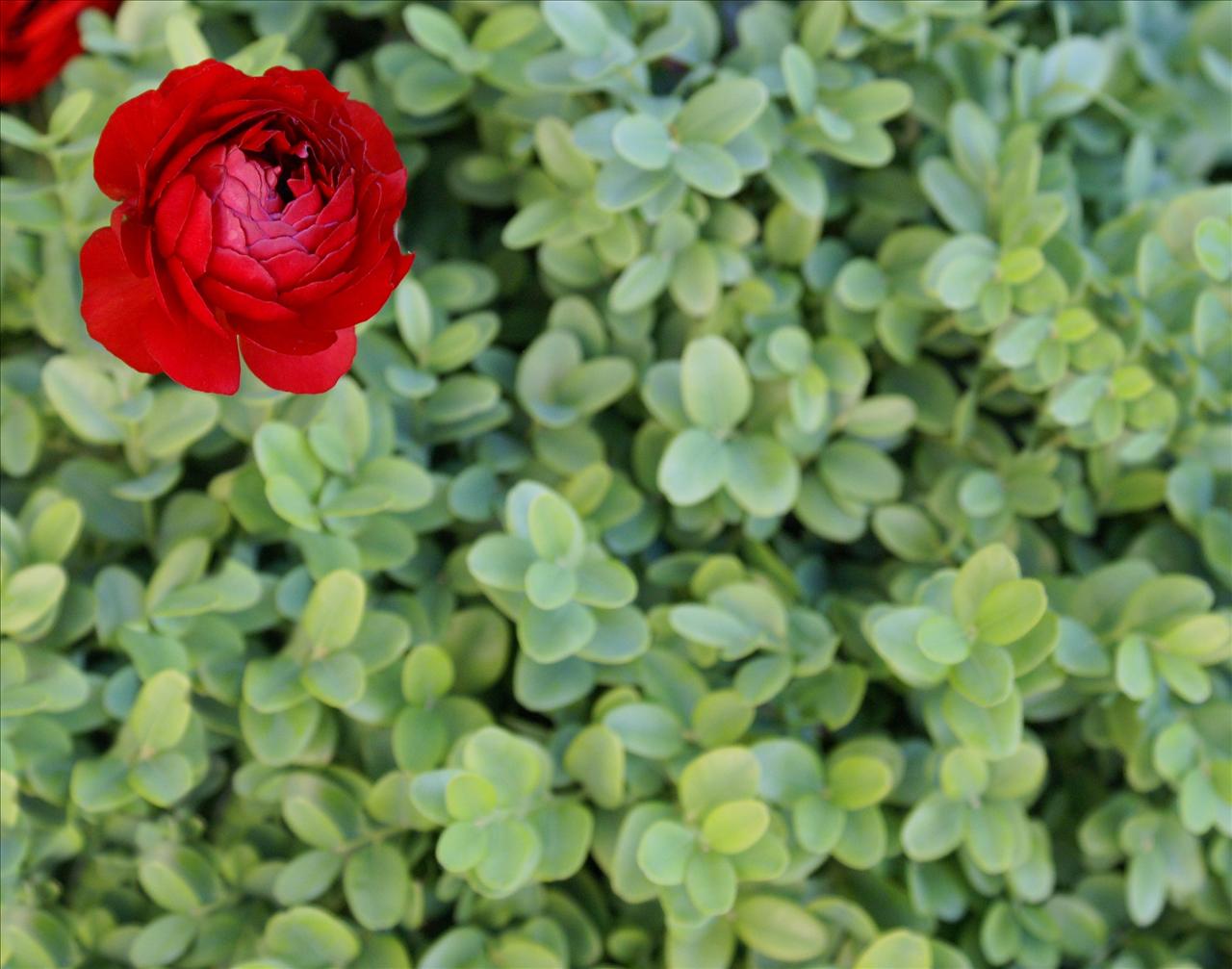 Red Ranunculus Backgrounds