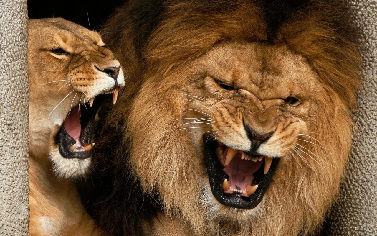 Roaring Lions Backgrounds