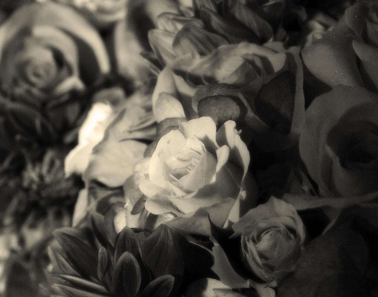 Blackwhite Rose Backgrounds