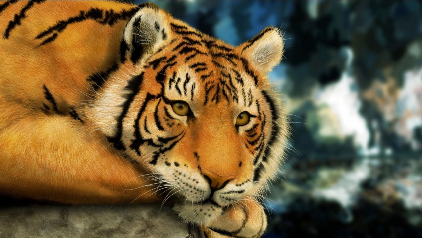 Sad Tiger Backgrounds