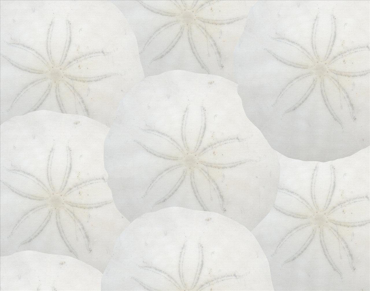 Sand Dollars Backgrounds