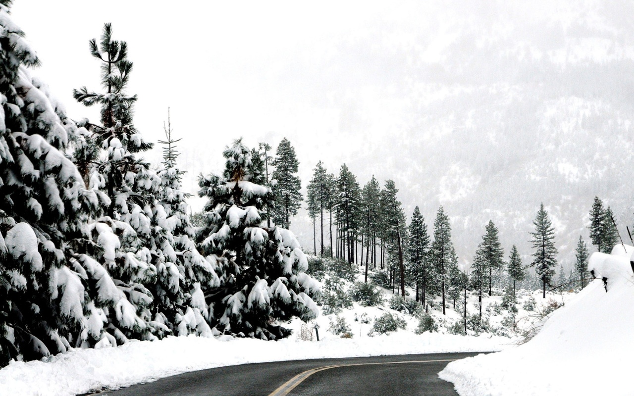 Snow Fall In Trees Backgrounds