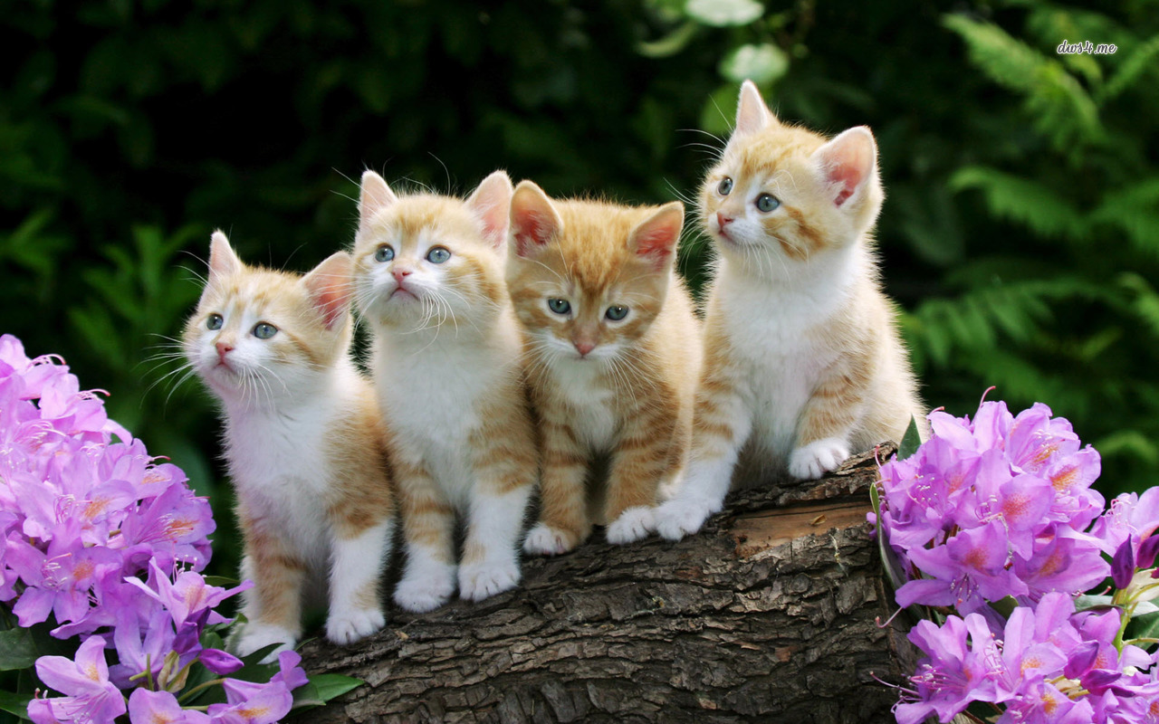 Sweet Kitten Backgrounds