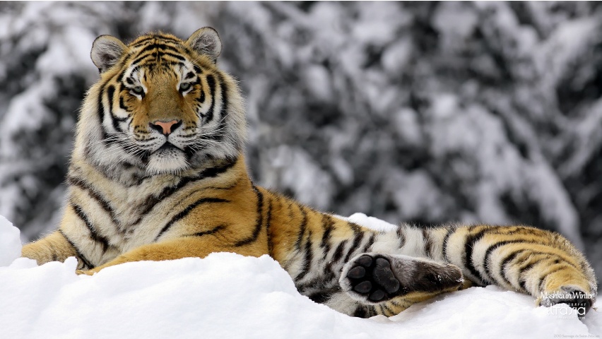Tiger in Winter Backgrounds