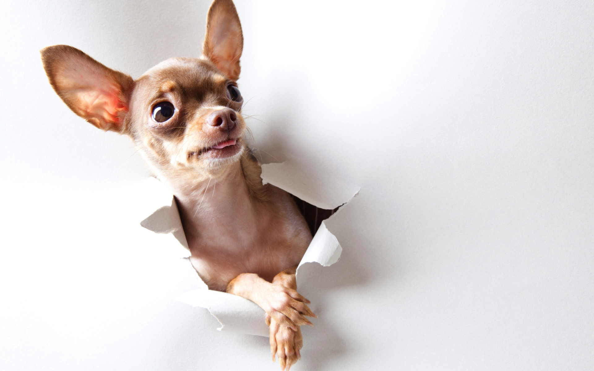Toy Terrier Backgrounds