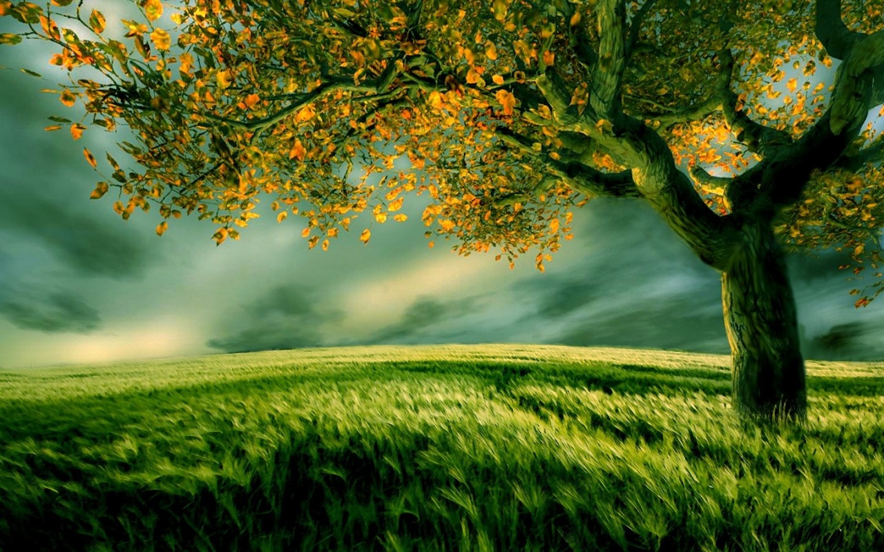 Tree In Green Field Middle Backgrounds