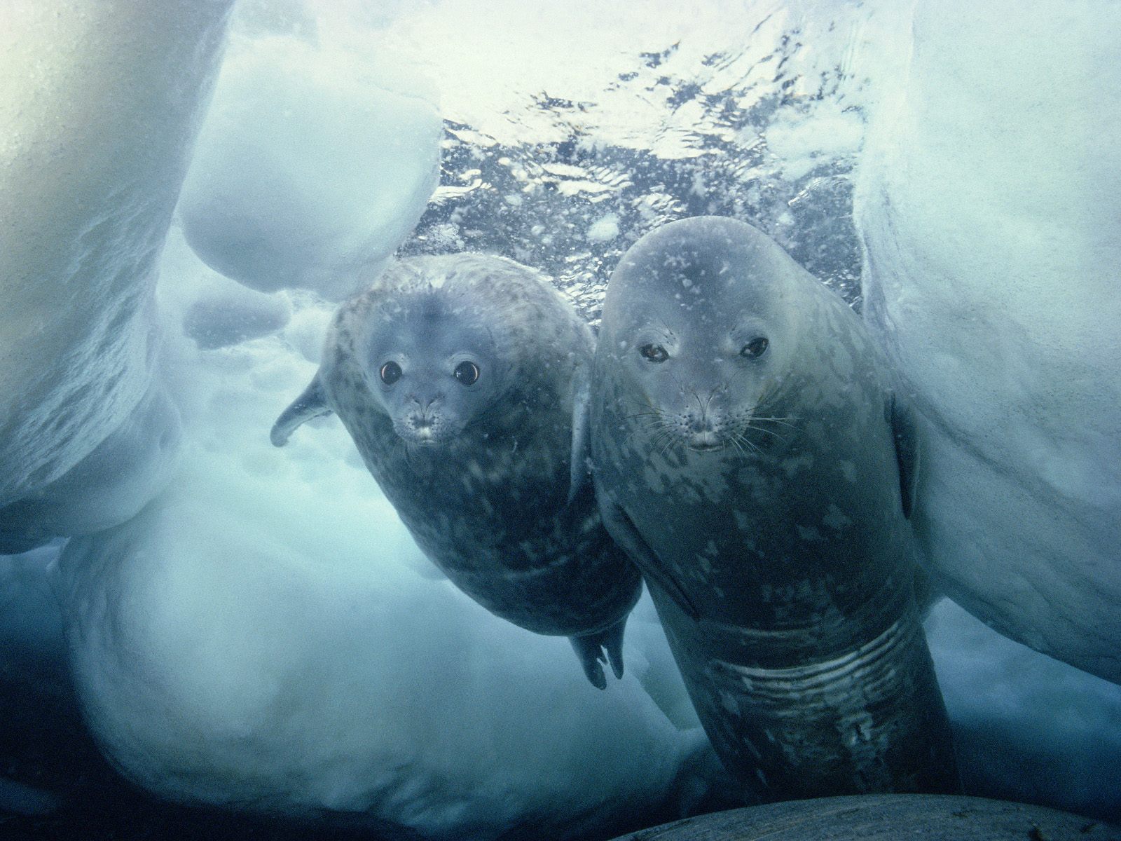 Weddell Seal and Pup Antarctica