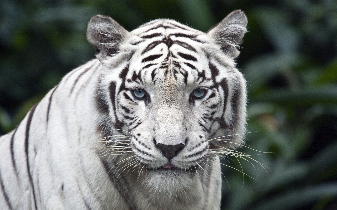 White Mountain Tiger