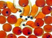 A Close View of Salmon Eggs and Developing Salmon Fry Backgrounds