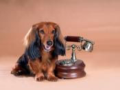 A Long Haired Miniature Dachshund Puppy