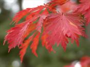 Autumn Maple Leaf Backgrounds