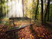 Autumn Season Trees Backgrounds