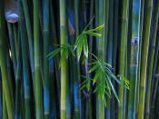 Bamboo Tree Forest Backgrounds