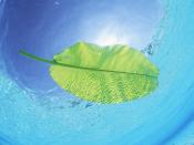 Banana Leaf Floating on The Sea Backgrounds