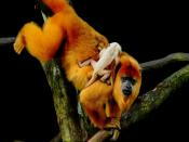 Beautiful Orange Monkey Backgrounds