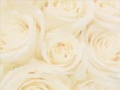 Bed of roses Backgrounds