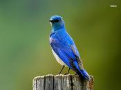 Bluebird Backgrounds