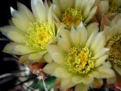 Cactus Flower Backgrounds