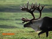 Caribou Wildlife Animal Shots Backgrounds