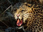Cheetah Snarling At Camera Backgrounds