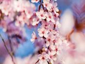 Cherry Flowers Backgrounds