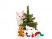 Christmas Cute Cat Backgrounds