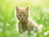 Cute Kitten Looking For Mom Backgrounds