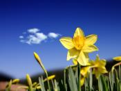 Daffodil Days Backgrounds