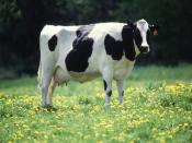 Dairy Cow Backgrounds
