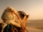 Desert King Camel Backgrounds