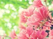Elegant Floral Photography Backgrounds