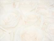 Faded White Rose Backgrounds