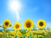 Field Of Bloomed Sunflowers Backgrounds