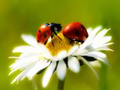 flower and ladybug Backgrounds