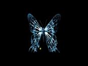 Fringe Butterfly Backgrounds