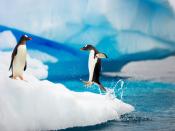 Gentoo Penguins Backgrounds