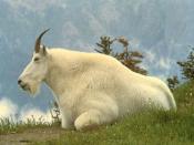 Goat Animal Oreamnos Americanus Background