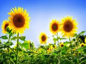 Gorgeous Sunflowers Backgrounds
