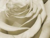 gray rose petals Backgrounds