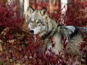 Gray Wild Wolf Backgrounds