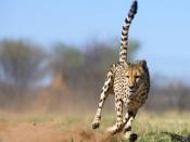 Hard Chase For Cheetah Backgrounds
