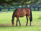 Horse Eating Grass Backgrounds