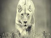Monochrome Lions Backgrounds