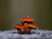 Mushrooms snowflakes