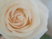 Off-White Rose