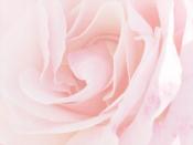 Pale Pink Rose Backgrounds