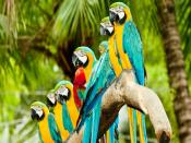 Parrots Variations Backgrounds