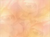 Peach Roses Backgrounds